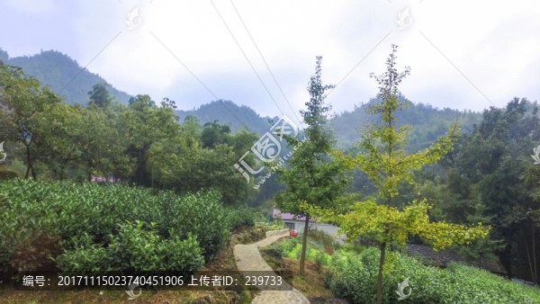 茶園風(fēng)光