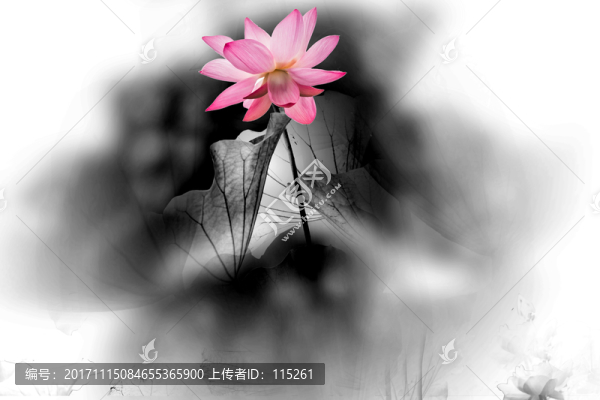 濃墨荷花