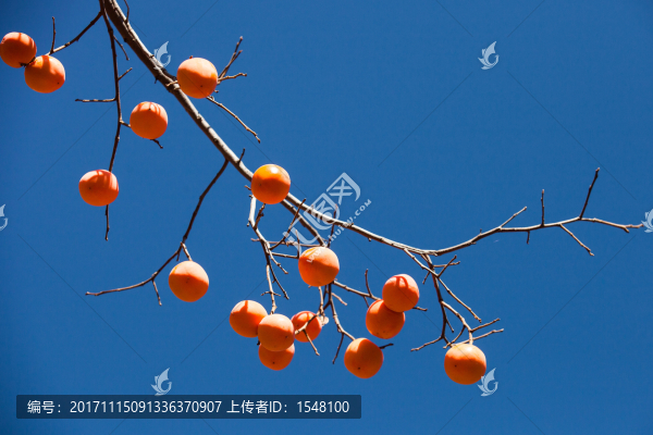 秋天的柿子