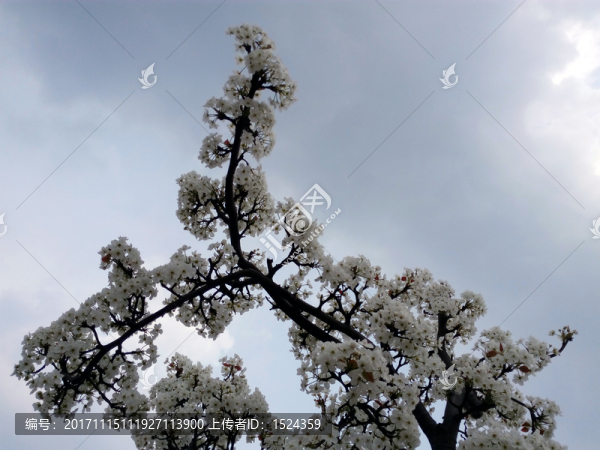 梨花