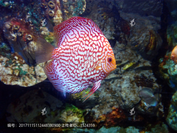 金魚