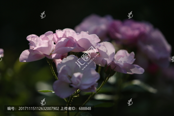 月季朦朧