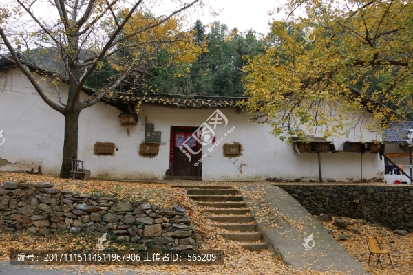 安陸,錢沖,銀杏谷,風景