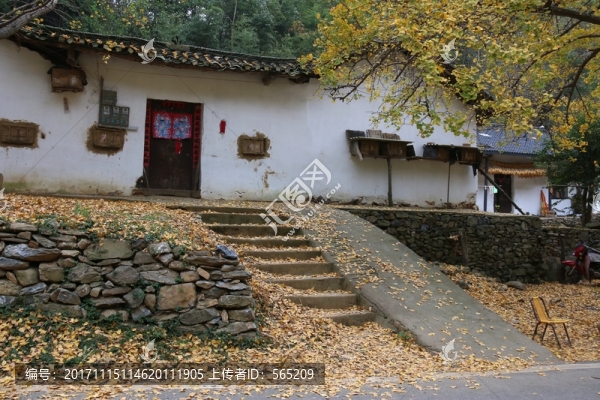 安陸,錢(qián)沖,銀杏谷,風(fēng)景