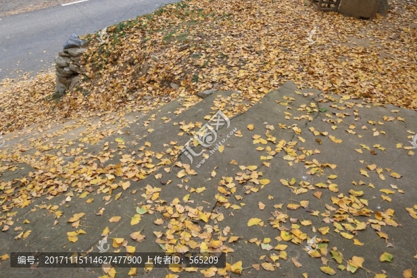 安陸,錢沖,銀杏谷,風景