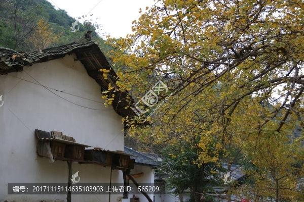安陸,錢沖,銀杏谷,風(fēng)景