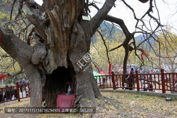 安陸,錢沖,銀杏谷,風景