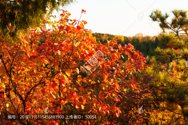 紅葉,黃櫨,秋葉
