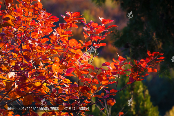 紅葉,黃櫨,秋葉