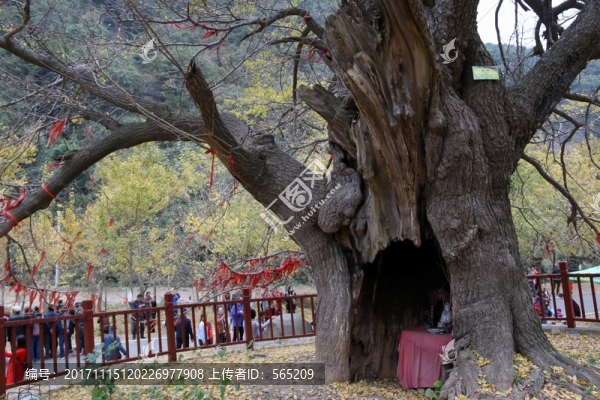 安陸,錢(qián)沖,銀杏谷,風(fēng)景