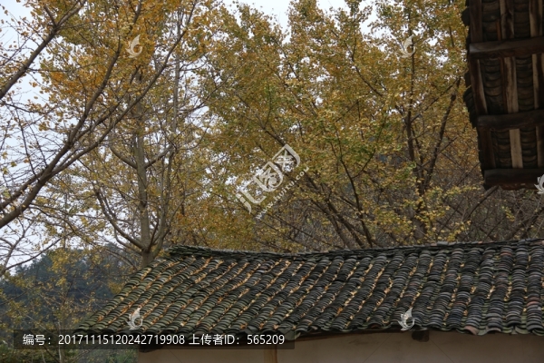 安陸,錢沖,銀杏谷,風(fēng)景