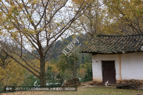 安陸,錢沖,銀杏谷,風景