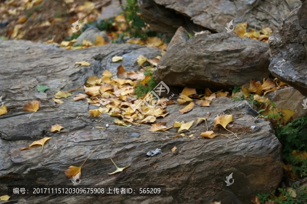 安陸,錢沖,銀杏谷,風(fēng)景