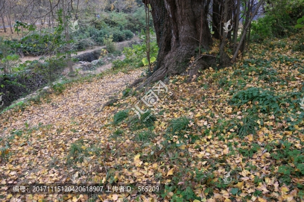 安陸,錢(qián)沖,銀杏谷風(fēng)景