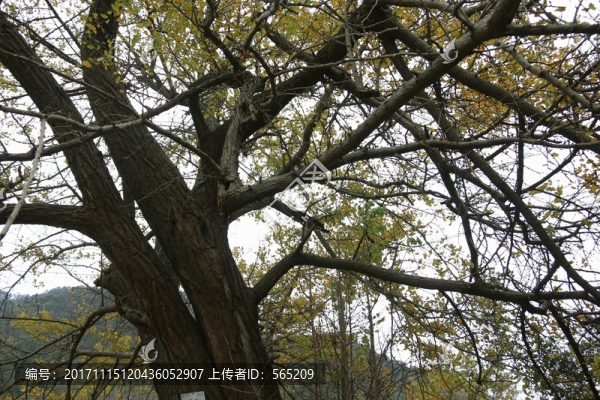 安陸,錢沖,銀杏谷風(fēng)景