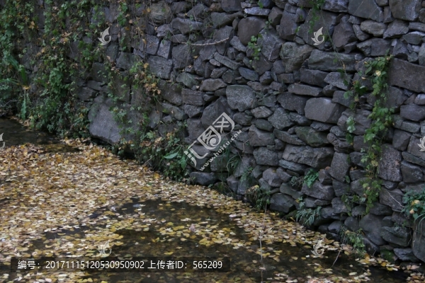 安陸錢(qián)沖銀杏谷風(fēng)景