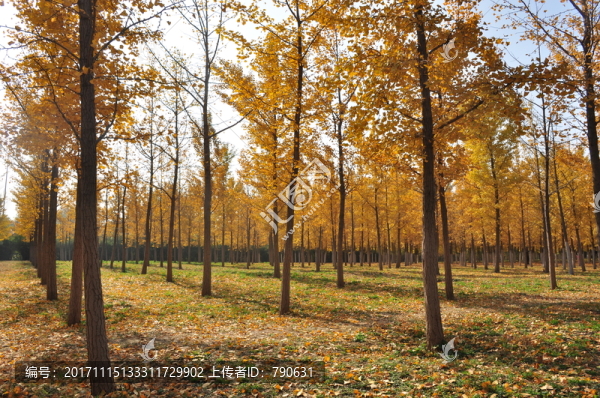 銀杏樹林