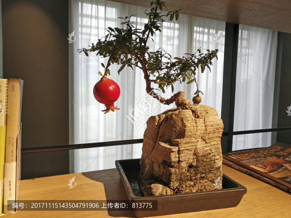 辦公盆栽石榴