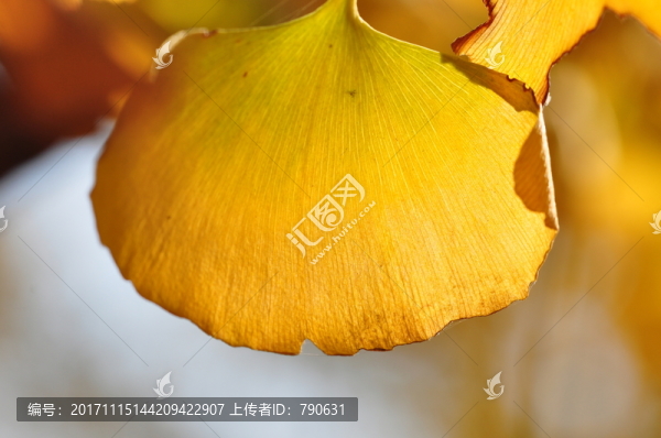 透亮的金色樹葉