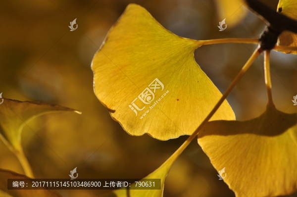 金色銀杏葉