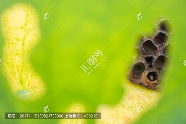 殘荷