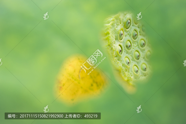 殘荷