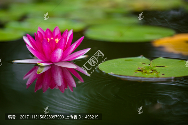 蓮花