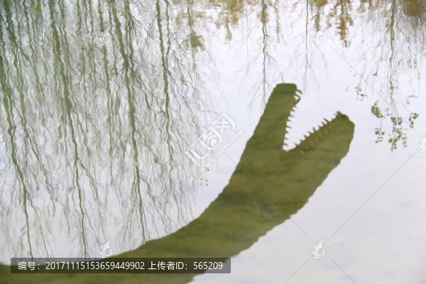 恐龍模型,倒影