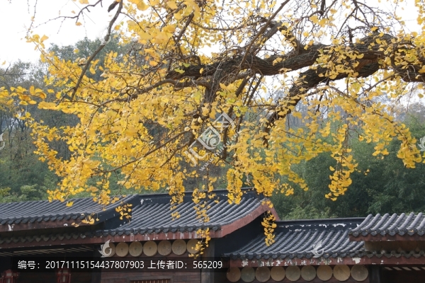 隨州銀杏谷