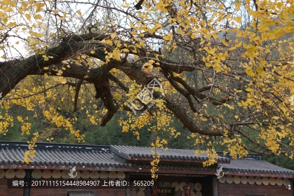 隨州銀杏谷