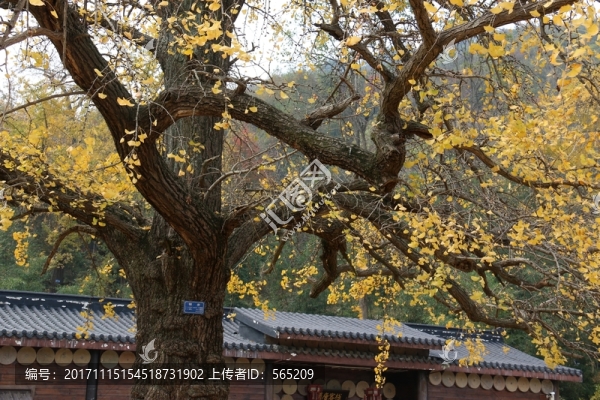 隨州銀杏谷
