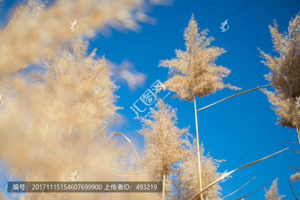 蘆花