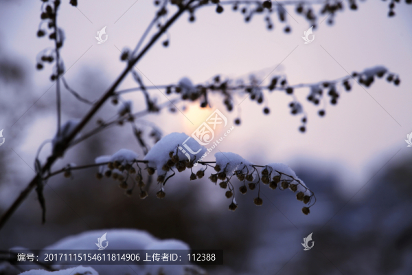 雪,白雪,大雪,雪壓枝葉