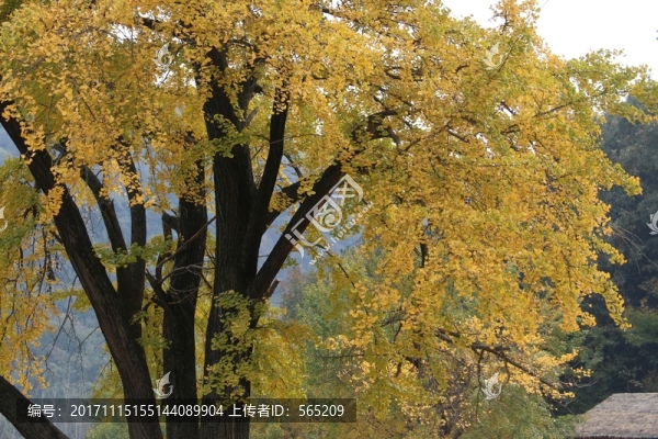 隨州銀杏谷