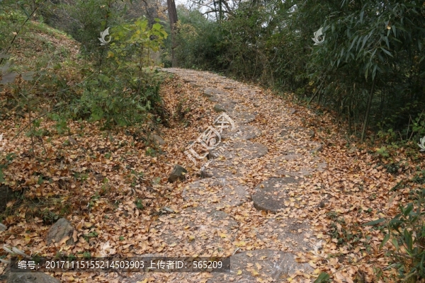 隨州銀杏谷