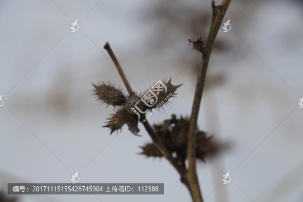 刺兒,蒼兒,老蒼子