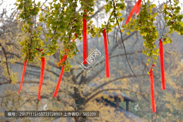 隨州銀杏谷