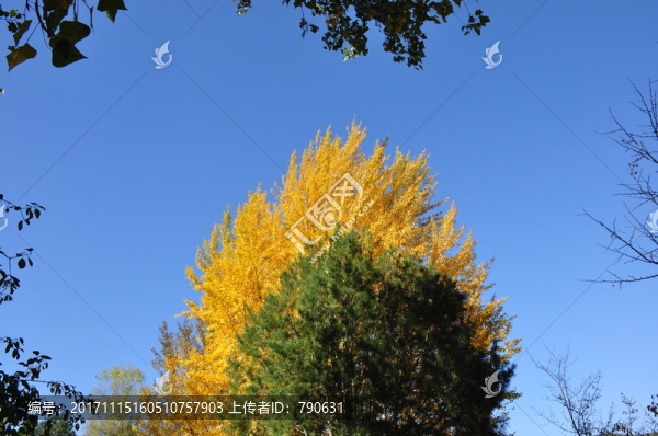 金秋,植物