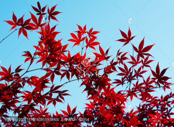 紅葉