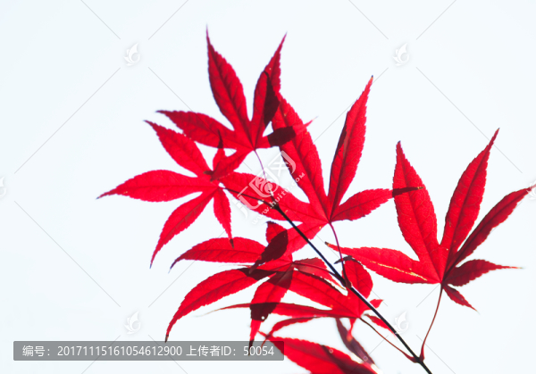 紅葉
