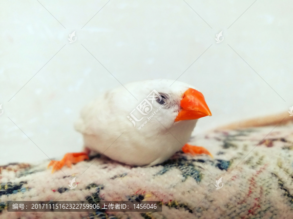 白文鳥