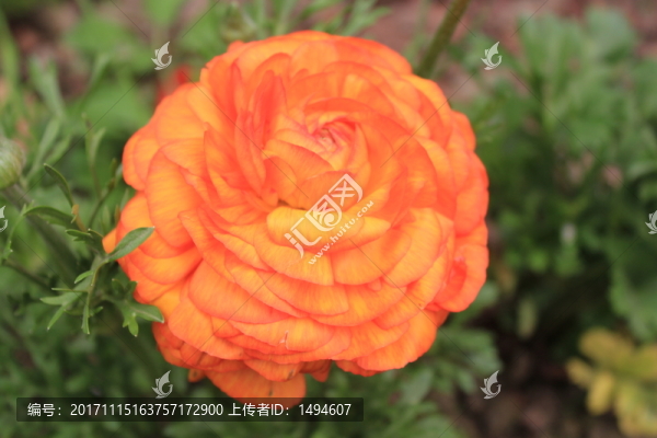 橙色洋桔梗