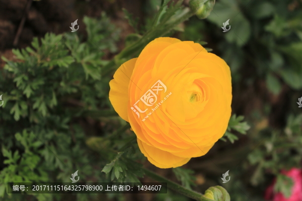 黃色洋桔梗