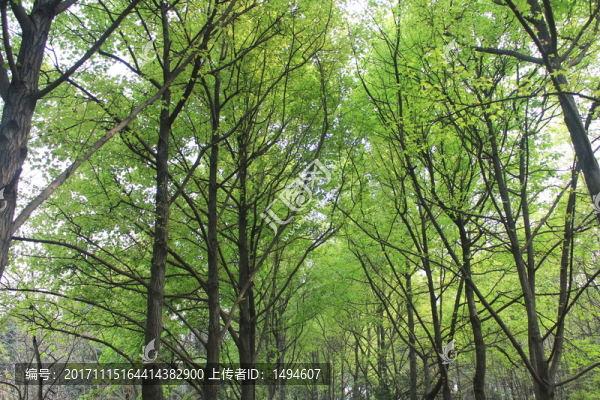 青翠樹林