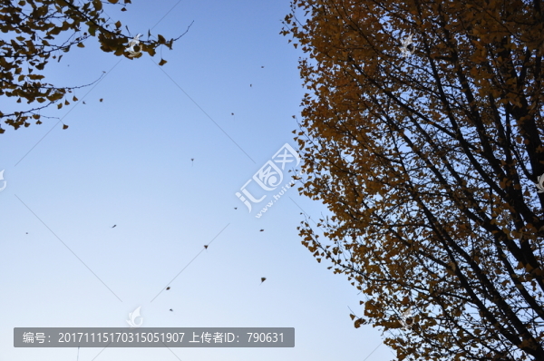 隨風飄落的樹葉