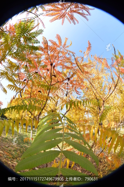 黃葉和紅葉