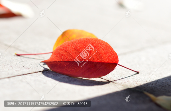 紅色落葉-匯圖網(wǎng) www.fosd68.com 紅色落葉