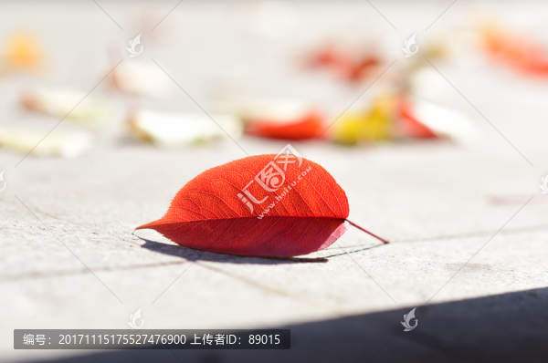 紅色落葉