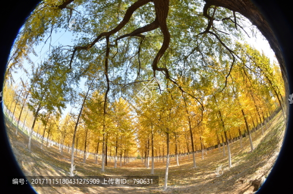 金色樹林,樹干
