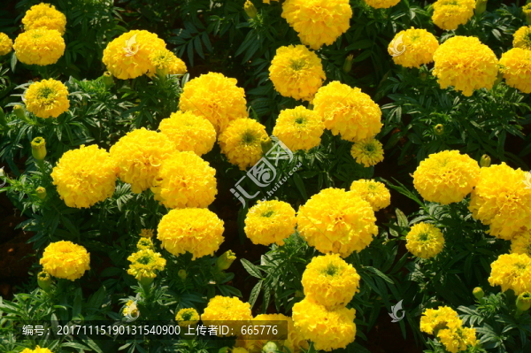 花卉